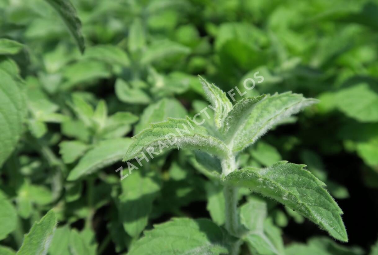 Máta dlouholistá - Mentha longifolia