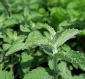 Máta dlouholistá - Mentha longifolia