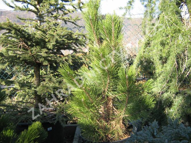 Borovice černá 'Pyramidalis' - Pinus nigra 'Pyramidalis'