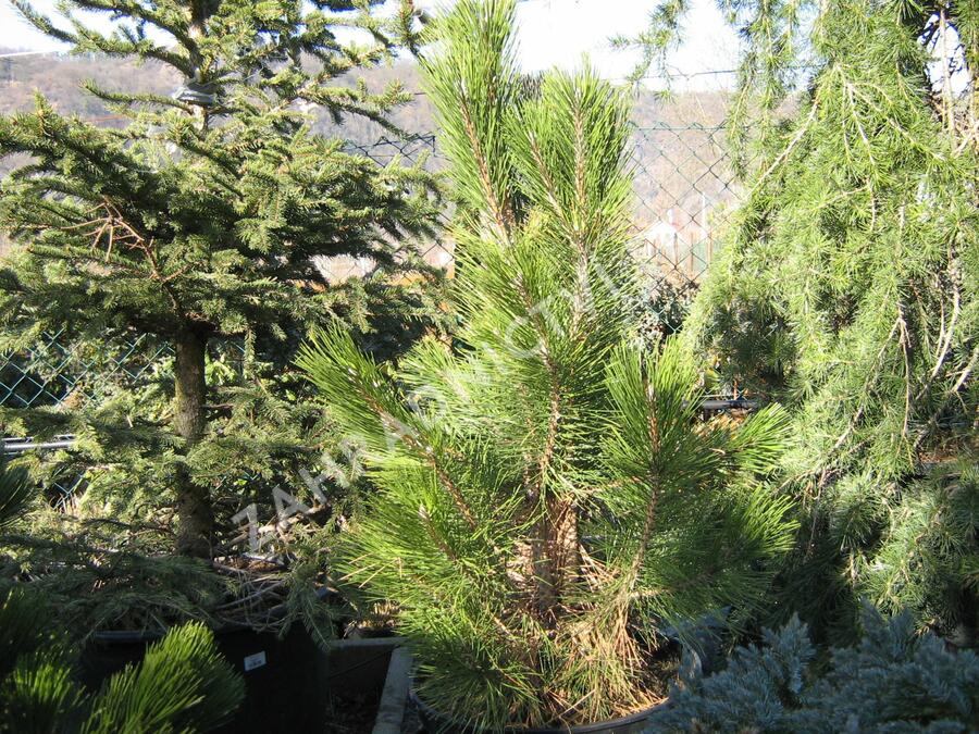Borovice černá 'Pyramidalis' - Pinus nigra 'Pyramidalis'