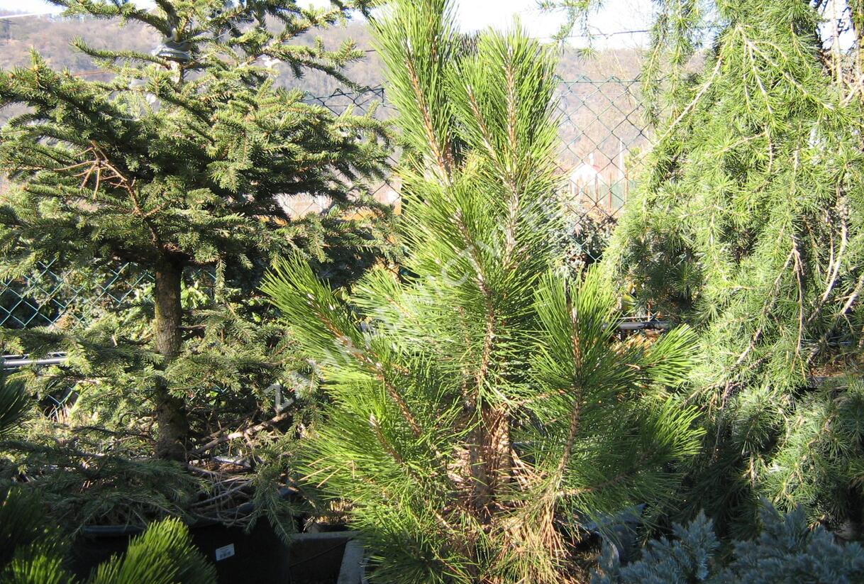 Borovice černá 'Pyramidalis' - Pinus nigra 'Pyramidalis'