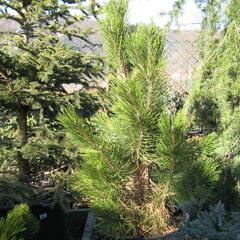 Borovice černá 'Pyramidalis' - Pinus nigra 'Pyramidalis'