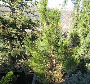 Borovice černá 'Pyramidalis' - Pinus nigra 'Pyramidalis'