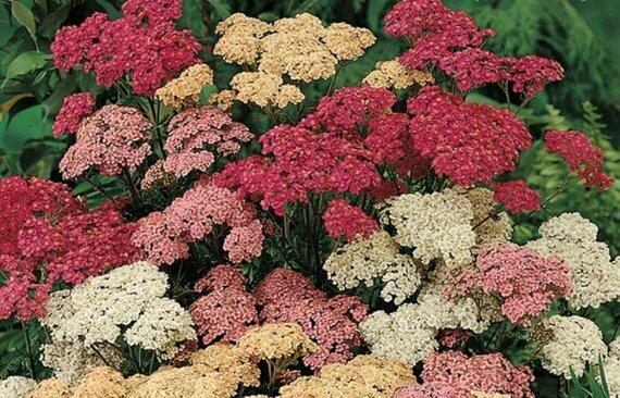 Řebříček obecný 'Colorado' - Achillea millefolium 'Colorado'