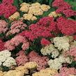 Řebříček obecný 'Colorado' - Achillea millefolium 'Colorado'