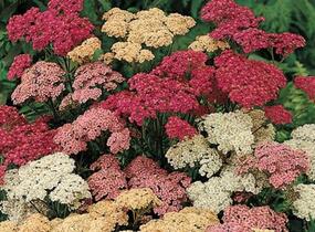 Řebříček obecný 'Colorado' - Achillea millefolium 'Colorado'