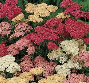 Řebříček obecný 'Colorado' - Achillea millefolium 'Colorado'