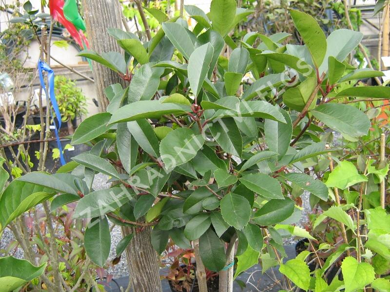 Blýskavka Fraserova 'Red Robin' - Photinia fraseri 'Red Robin'