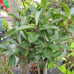 Blýskavka Fraserova 'Red Robin' - Photinia fraseri 'Red Robin'