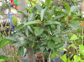 Blýskavka Fraserova 'Red Robin' - Photinia fraseri 'Red Robin'