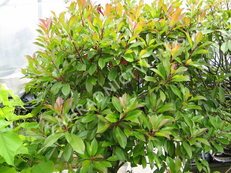 Blýskavka Fraserova 'Red Robin' - Photinia fraseri 'Red Robin'