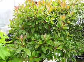 Blýskavka Fraserova 'Red Robin' - Photinia fraseri 'Red Robin'