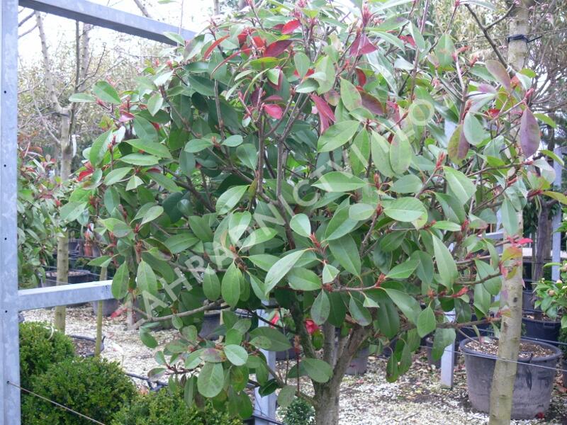Blýskavka Fraserova 'Red Robin' - Photinia fraseri 'Red Robin'