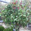 Blýskavka Fraserova 'Red Robin' - Photinia fraseri 'Red Robin'