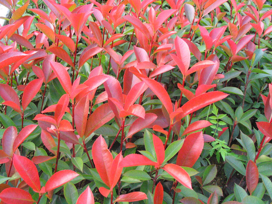 Blýskavka Fraserova 'Red Robin' - Photinia fraseri 'Red Robin'