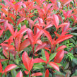 Blýskavka Fraserova 'Red Robin' - Photinia fraseri 'Red Robin'