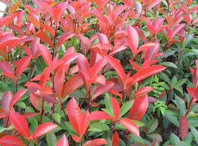 Blýskavka Fraserova 'Red Robin' - Photinia fraseri 'Red Robin'