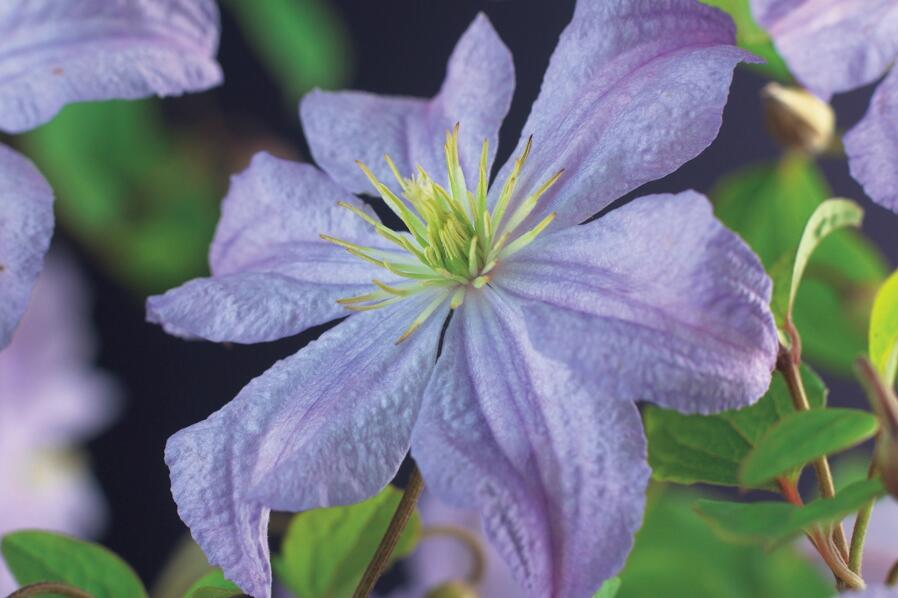 Plamének 'Prince Charles' - Clematis 'Prince Charles'