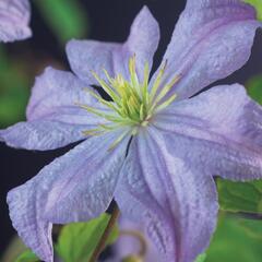 Plamének 'Prince Charles' - Clematis 'Prince Charles'