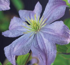 Plamének 'Prince Charles' - Clematis 'Prince Charles'