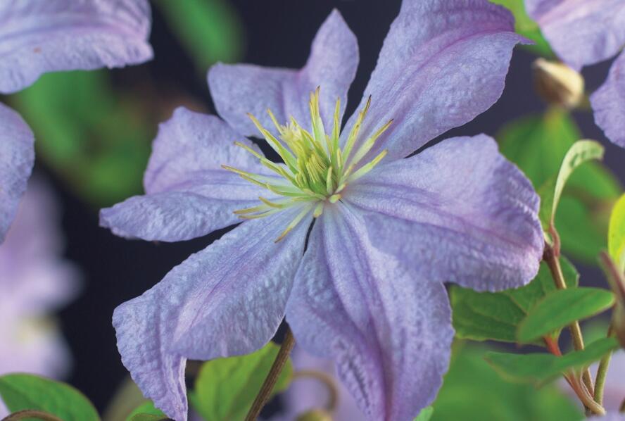 Plamének 'Prince Charles' - Clematis 'Prince Charles'