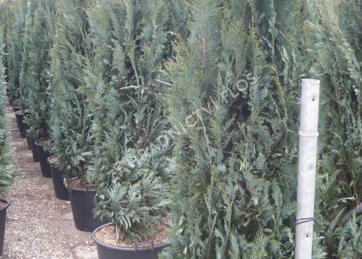 Cypřišek Lawsonův 'Columnaris' - Chamaecyparis lawsoniana 'Columnaris'