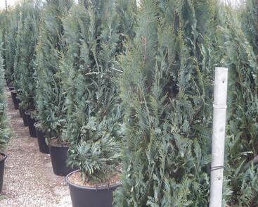 Cypřišek Lawsonův 'Columnaris'