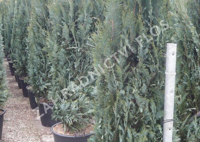 Cypřišek Lawsonův 'Columnaris' - Chamaecyparis lawsoniana 'Columnaris'