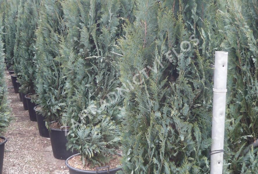 Cypřišek Lawsonův 'Columnaris' - Chamaecyparis lawsoniana 'Columnaris'