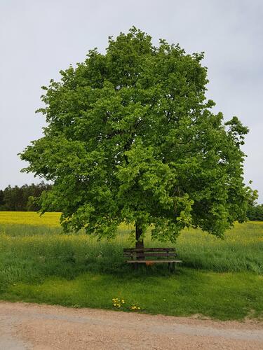 Lípa velkolistá - Tilia platyphyllos