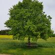 Lípa velkolistá - Tilia platyphyllos