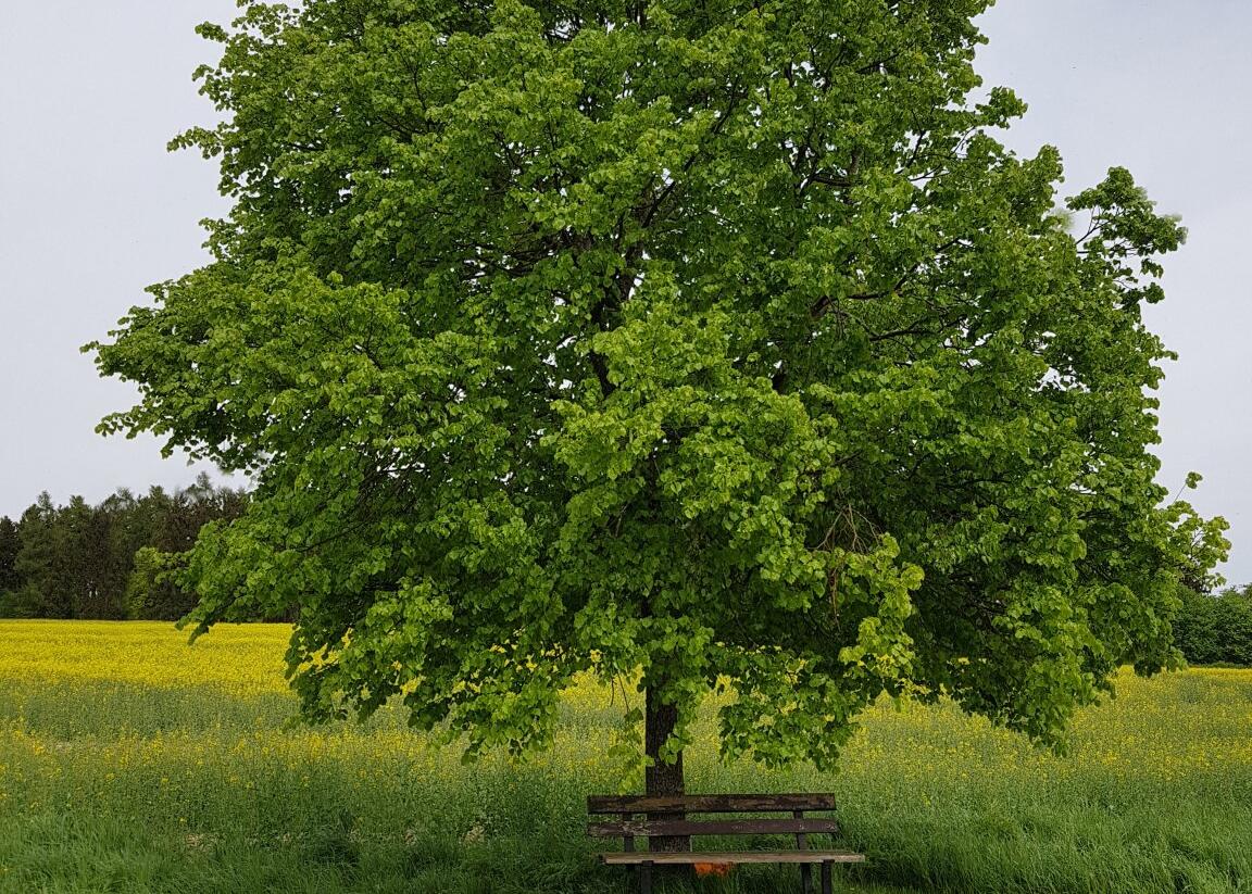 Lípa velkolistá - Tilia platyphyllos