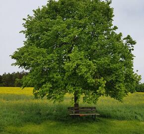 Lípa velkolistá - Tilia platyphyllos