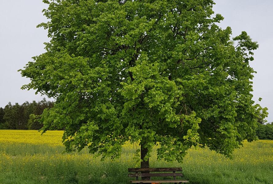 Lípa velkolistá - Tilia platyphyllos