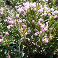 Kyhanka bažinná 'Blue Ice' - Andromeda polifolia 'Blue Ice'