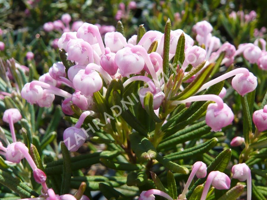Kyhanka bažinná 'Blue Ice' - Andromeda polifolia 'Blue Ice'