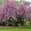 Višeň pilovitá 'Kanzan' - Prunus serrulata 'Kanzan'