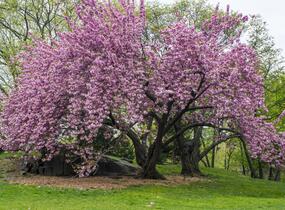 Višeň pilovitá, sakura 'Kanzan' - Prunus serrulata 'Kanzan'
