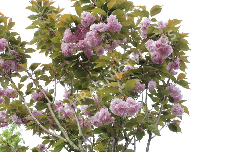 Višeň pilovitá 'Kanzan' - Prunus serrulata 'Kanzan'