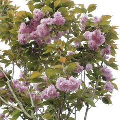 Višeň pilovitá 'Kanzan' - Prunus serrulata 'Kanzan'