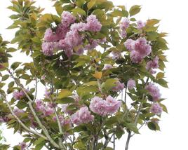 Višeň pilovitá, sakura 'Kanzan'