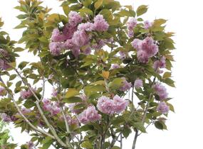 Višeň pilovitá, sakura 'Kanzan' - Prunus serrulata 'Kanzan'