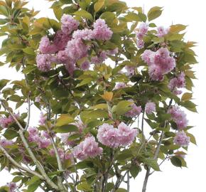 Višeň pilovitá 'Kanzan' - Prunus serrulata 'Kanzan'