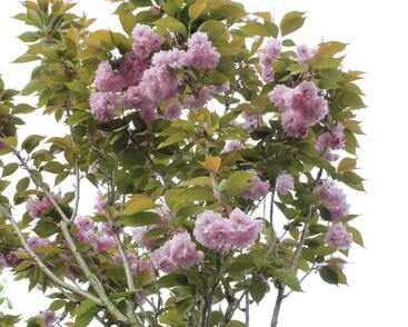 Višeň pilovitá, sakura 'Kanzan'