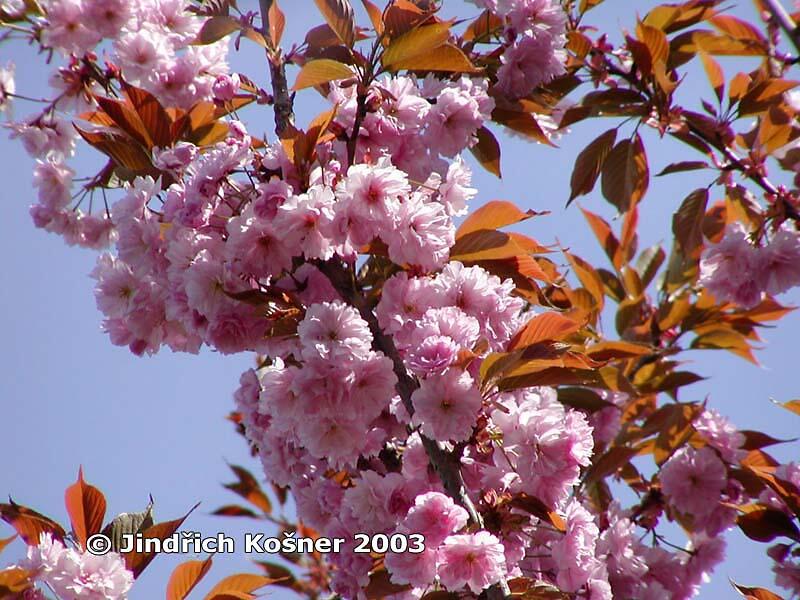 Višeň pilovitá 'Kanzan' - Prunus serrulata 'Kanzan'