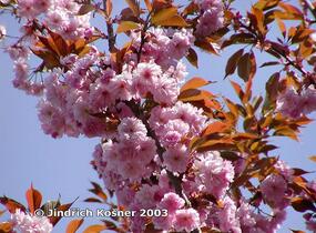 Višeň pilovitá, sakura 'Kanzan' - Prunus serrulata 'Kanzan'