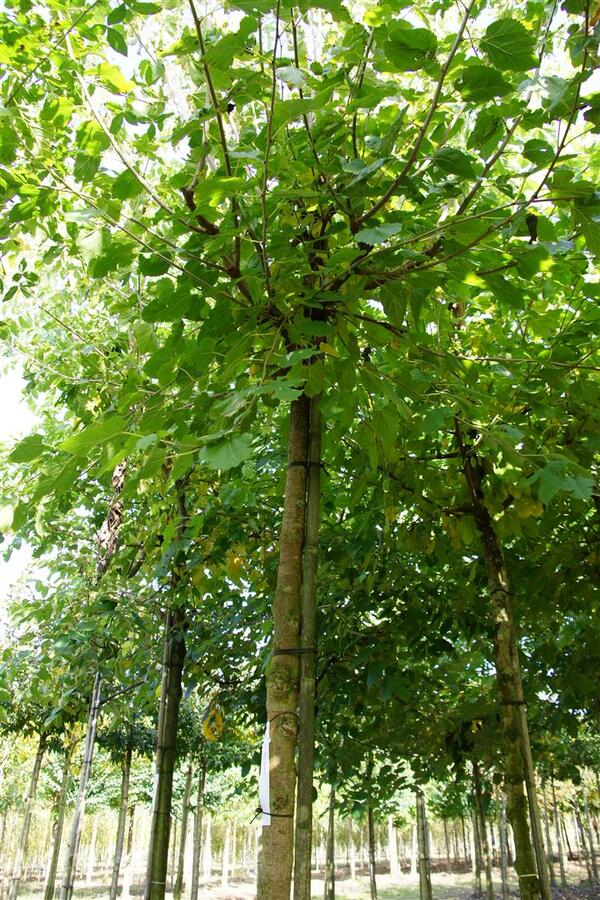 Morušovník bílý - Morus alba