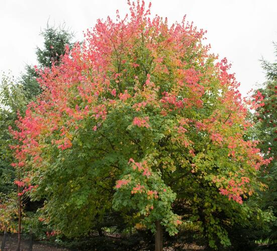 Javor červený - Acer rubrum