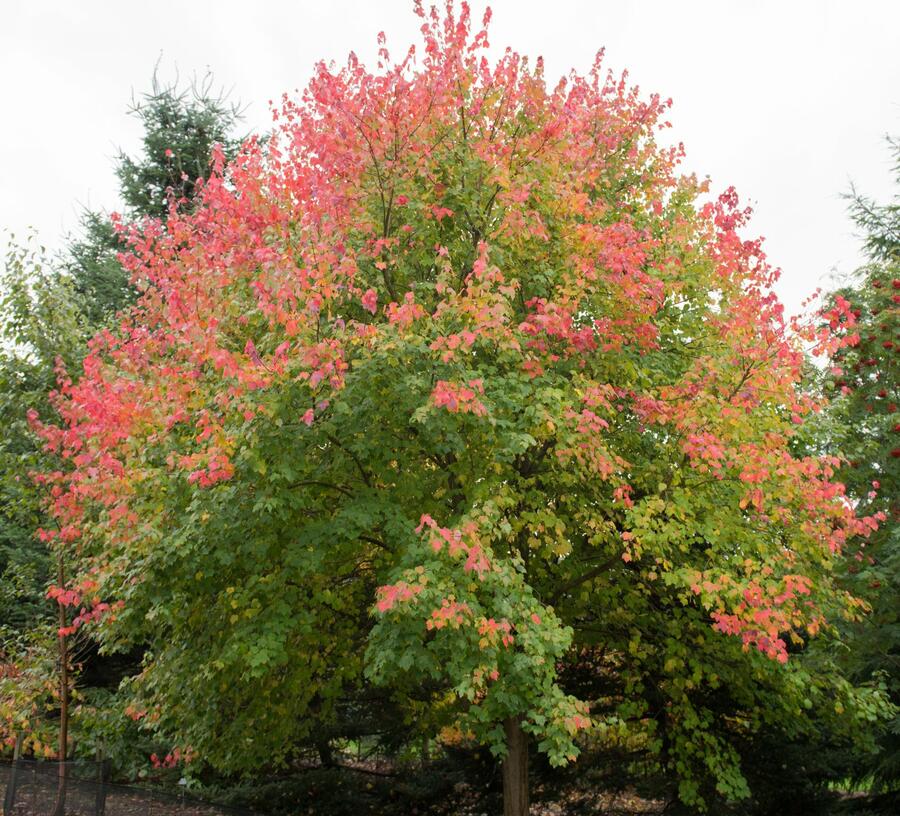 Javor červený - Acer rubrum