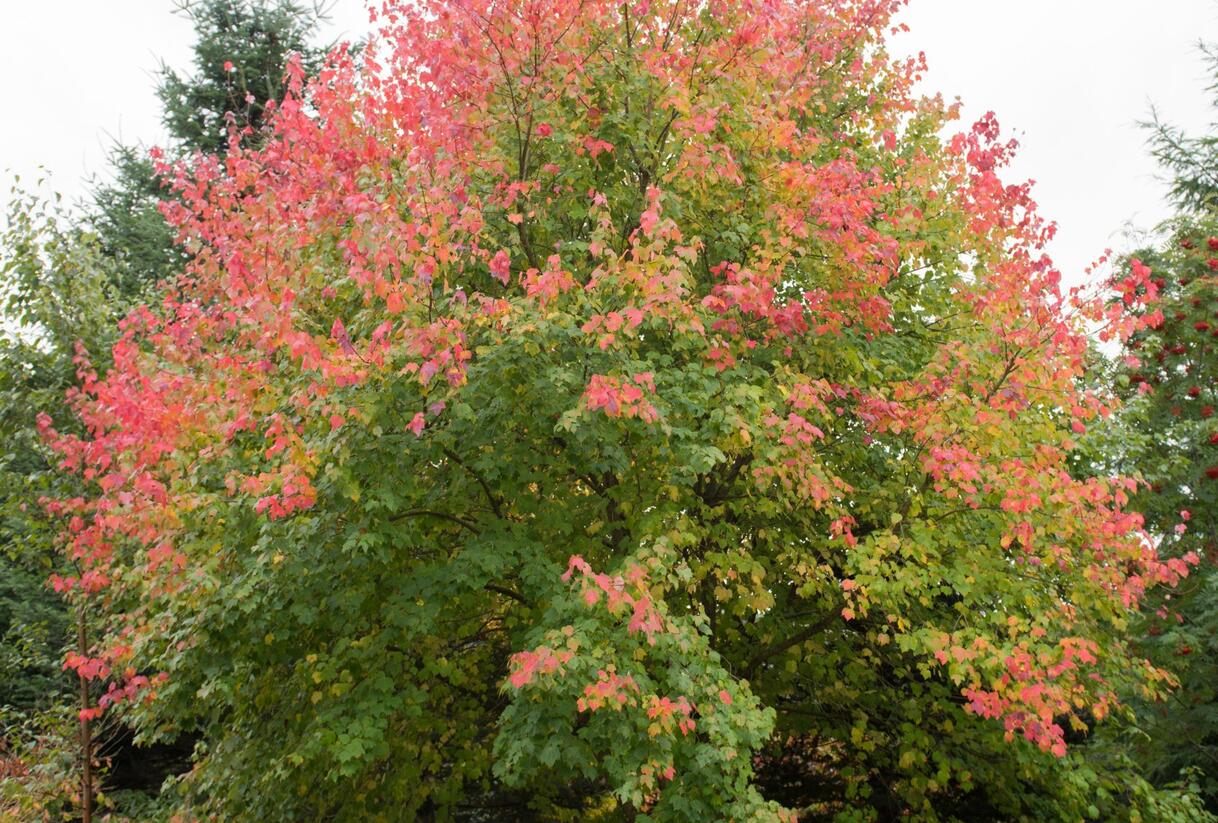 Javor červený - Acer rubrum